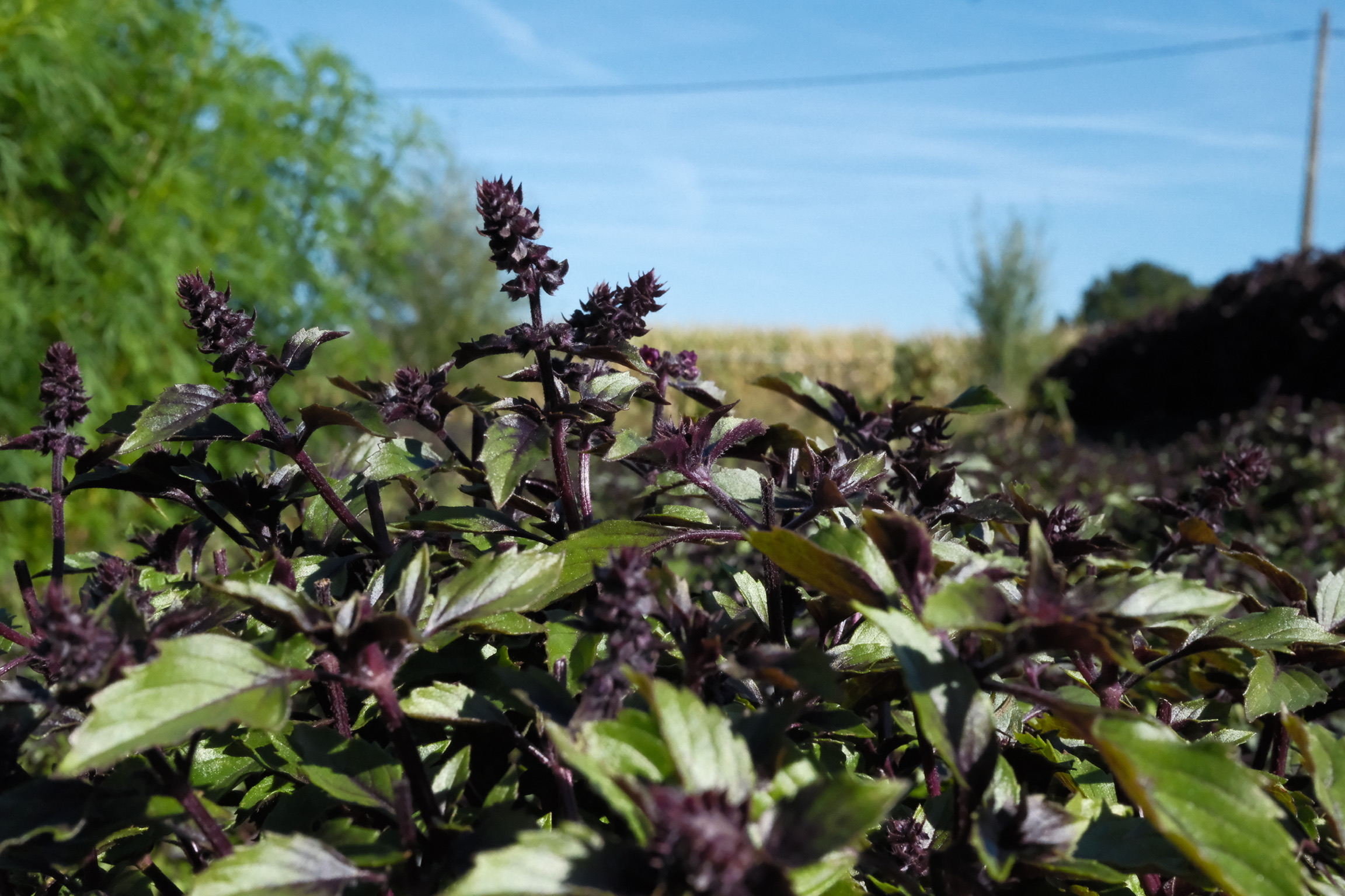 Wild Lady basil plants