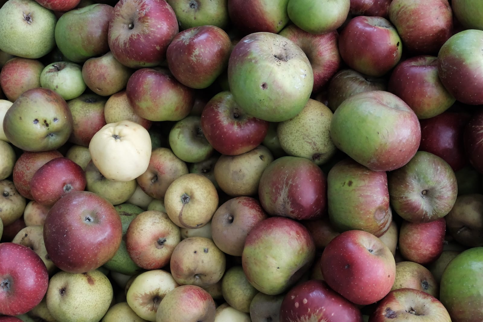 Harvested apples and pears