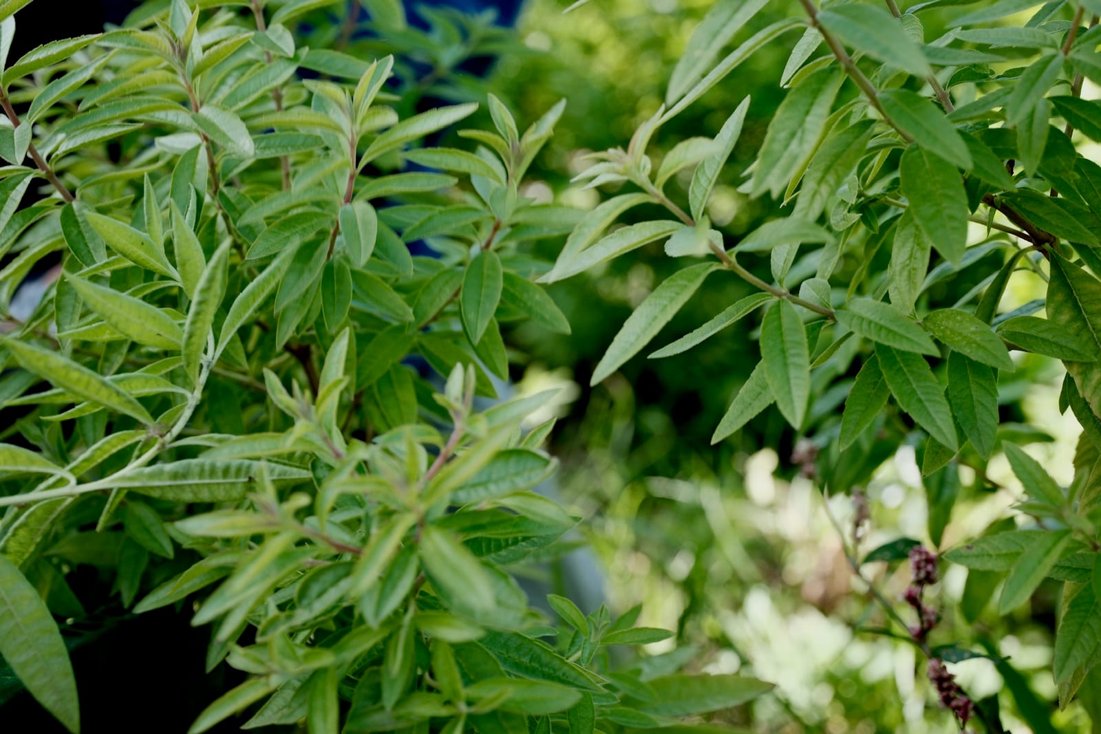 Fresh green herbs