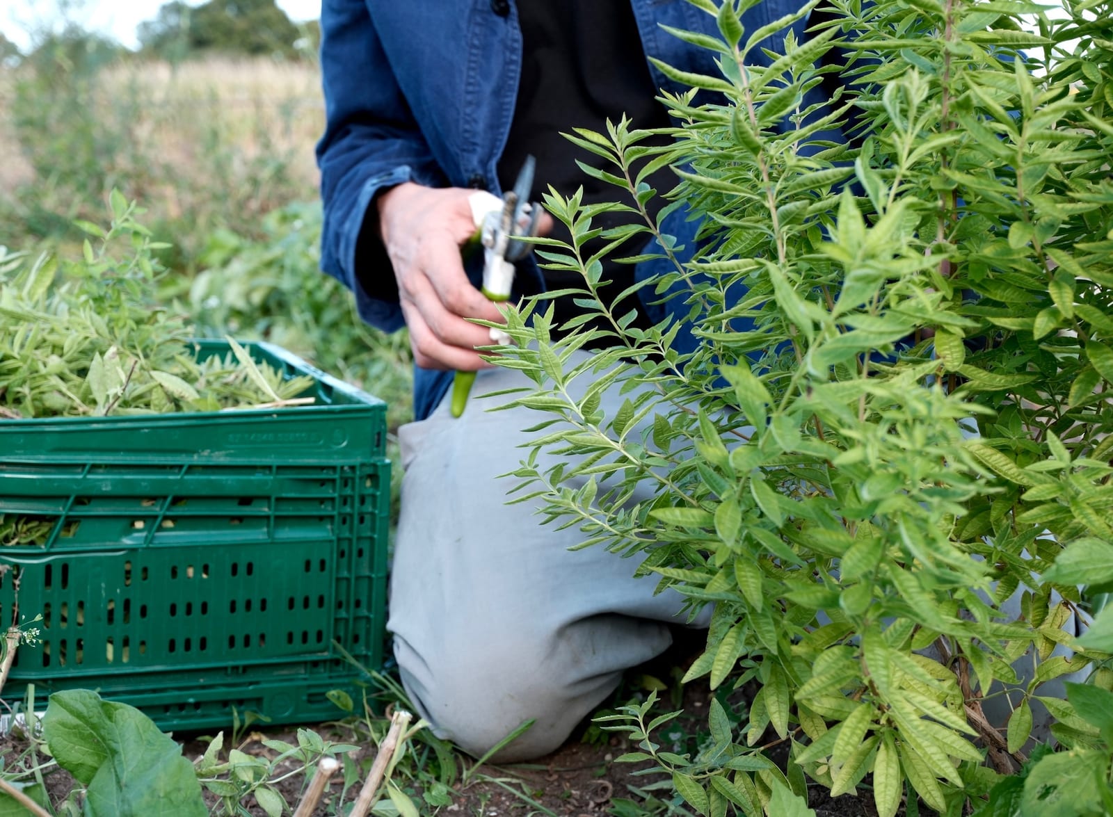 Fresh herbs collected in a crate