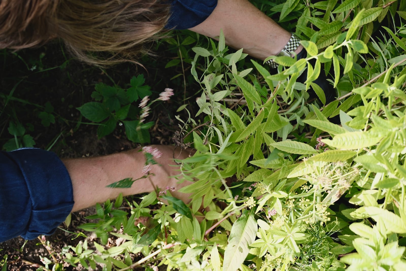Hand-picking green herbs
