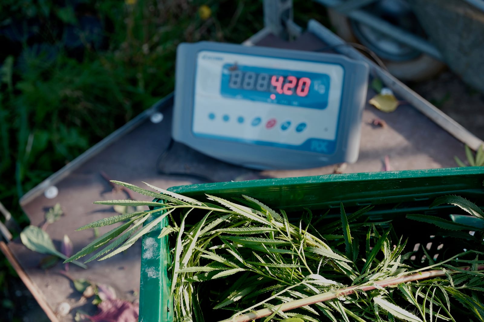 Fresh herbs weighed after harvest