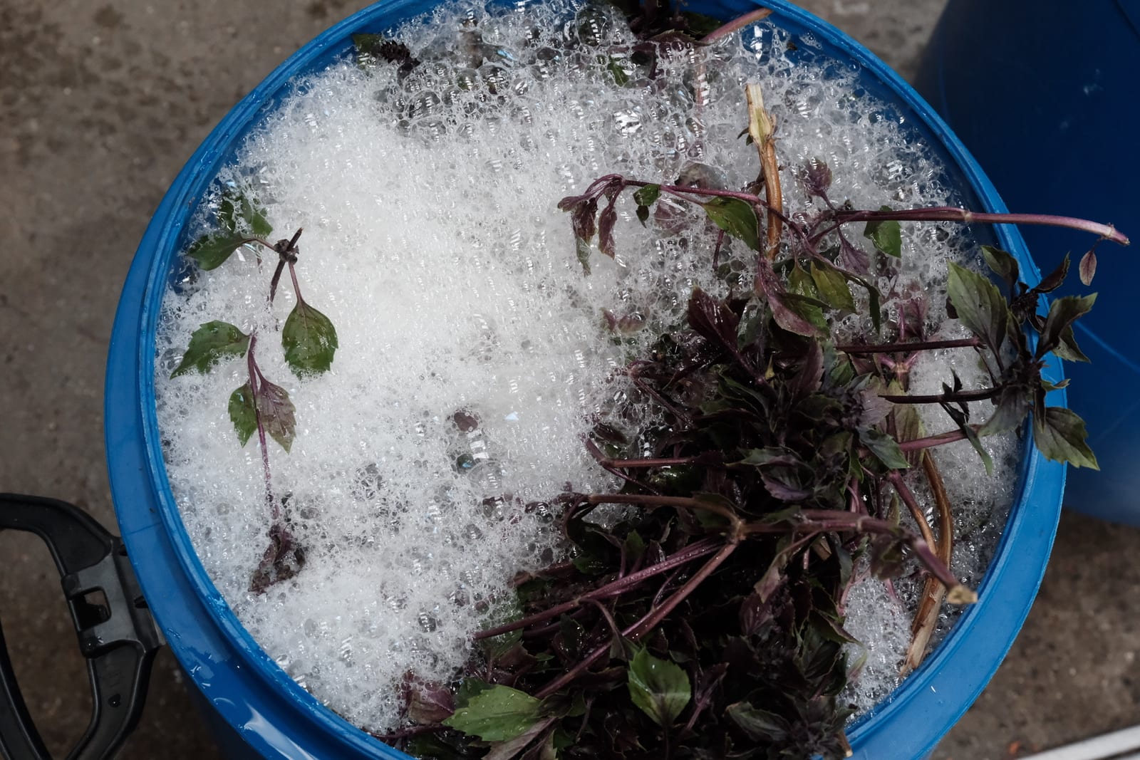 Purple herbs soaking in a blue barrel