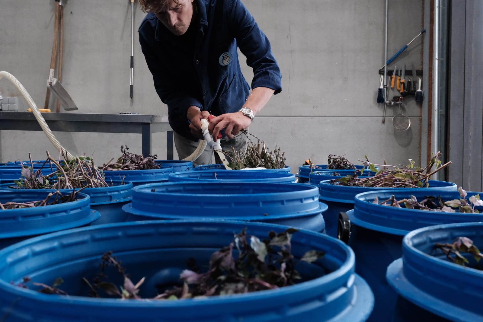 Herbs prepared in blue maceration barrels