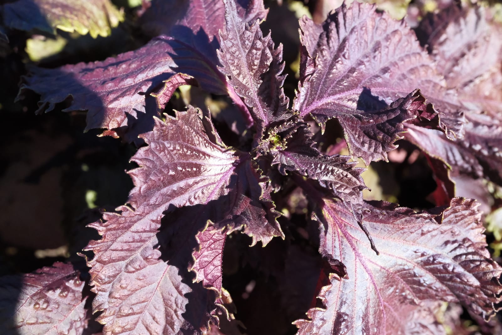 Purple aromatic herb leaves