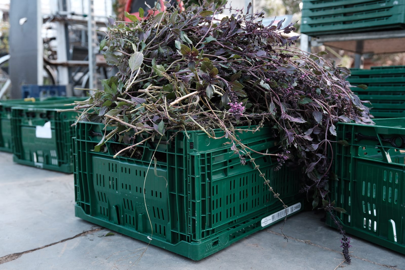 Freshly cut purple herbs in crates