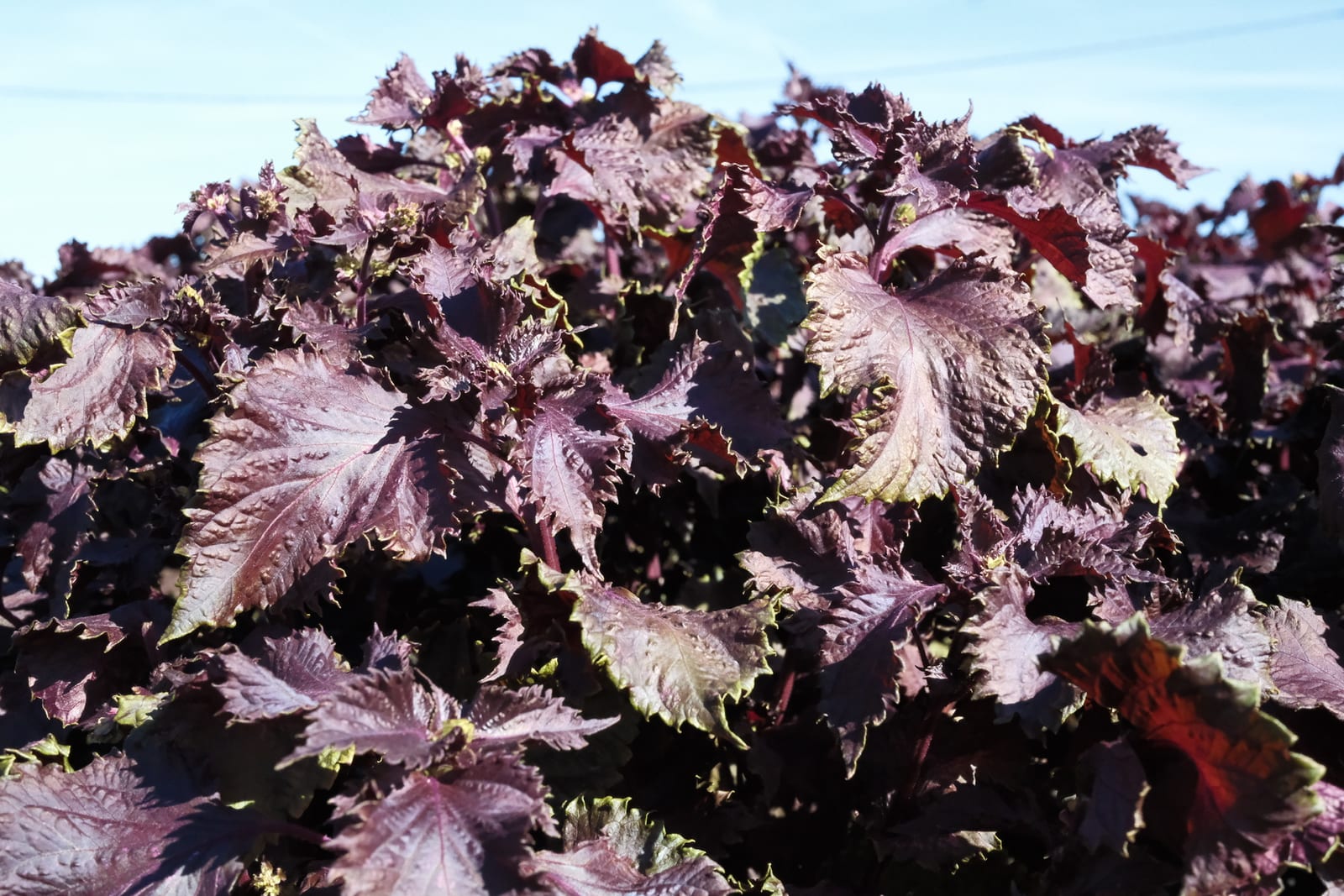 Field of purple shiso-like herbs