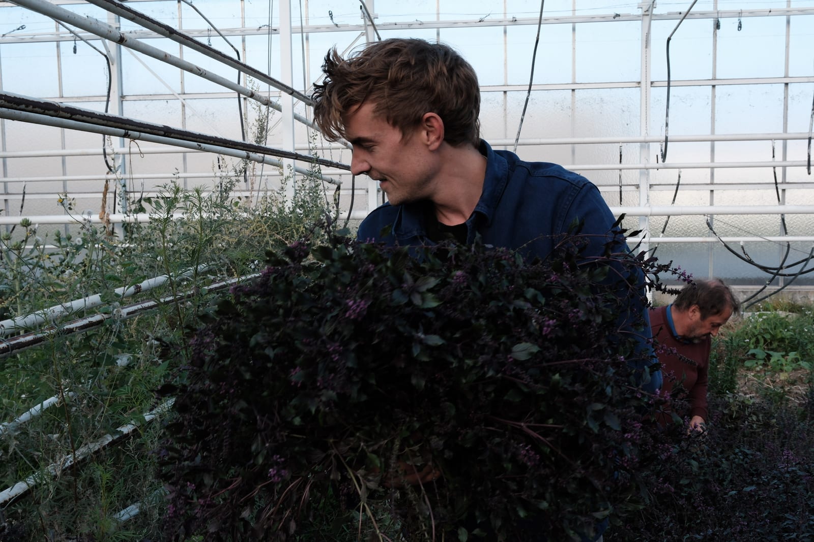 Fresh purple herbs being harvested